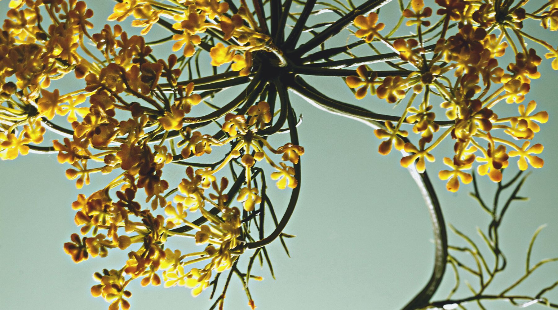 與大自然一起生活 - 雪文洋行