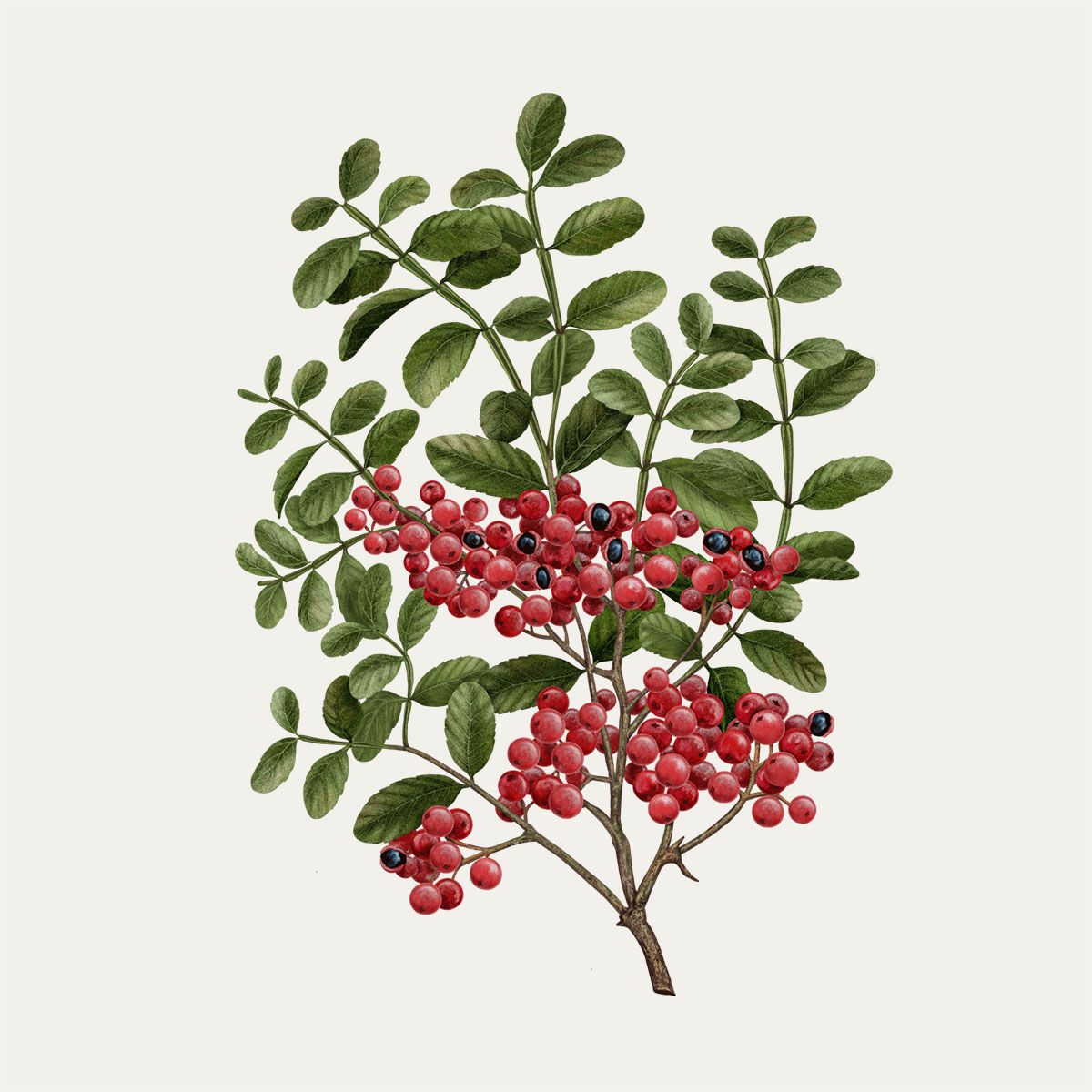 Carrière Frères 花椒 香氛蠟燭 - 雪文洋行