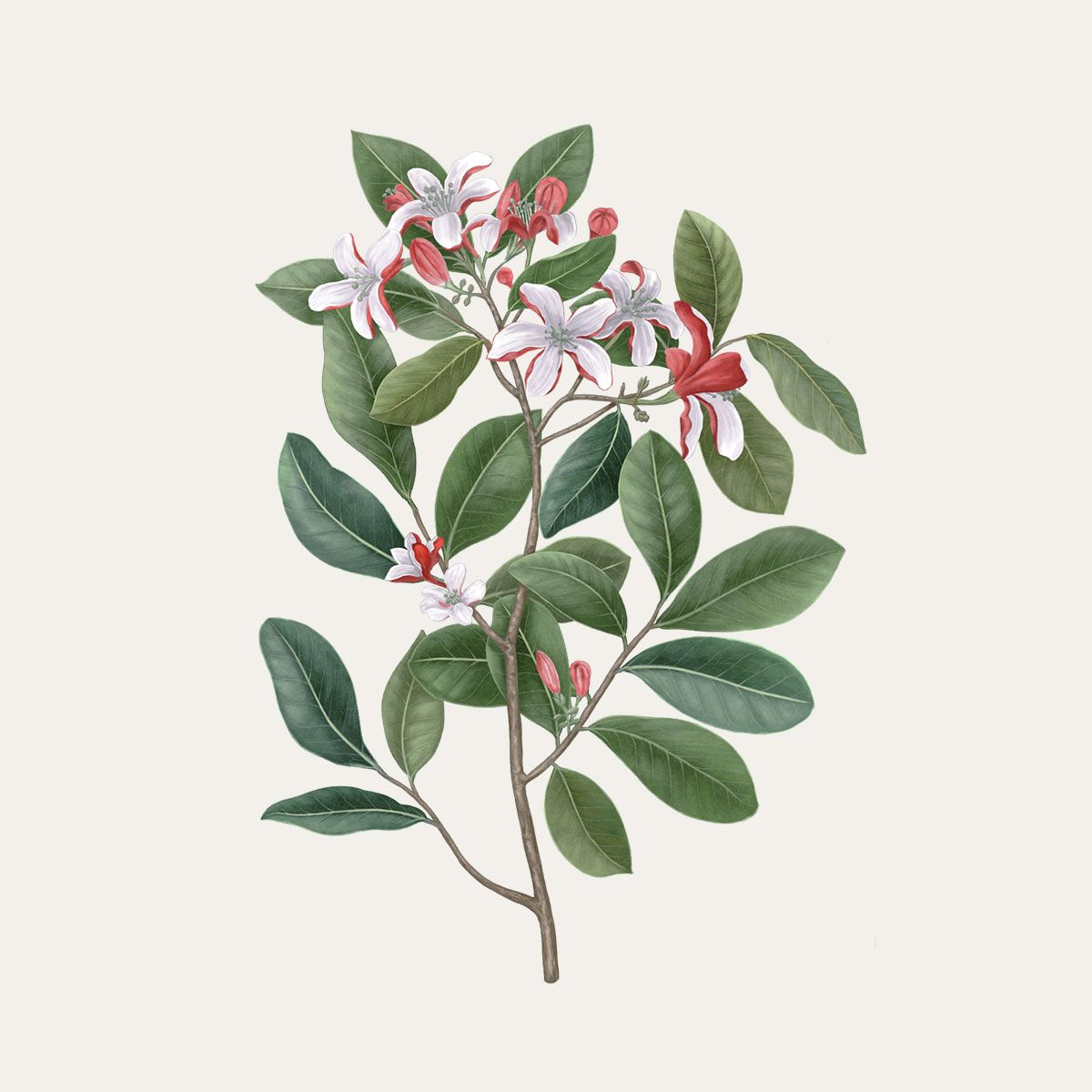 Carrière Frères 香氛蠟塊見面禮(隨機出貨) - 雪文洋行