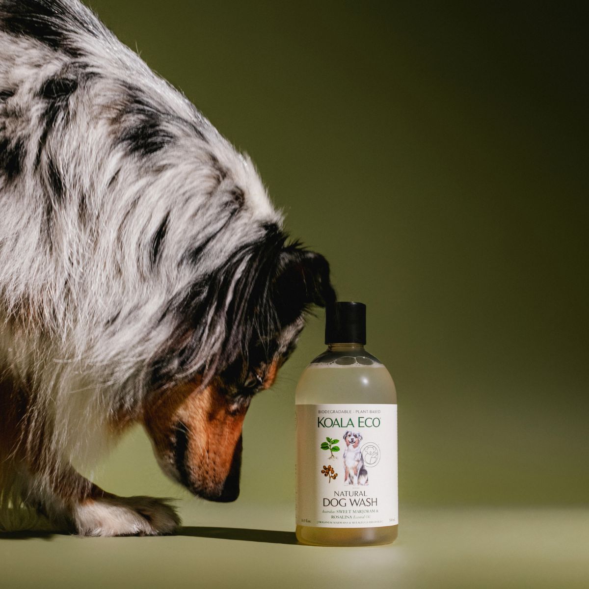 S×KOALA ECO澳洲科菈 寵物洗毛沐浴露 - 雪文洋行