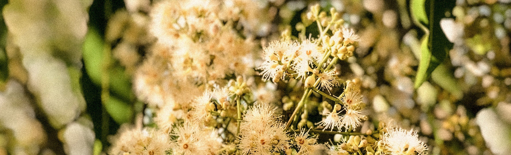 植物的智慧  澳洲科菈 Koala Eco 植物誌 Vol.01